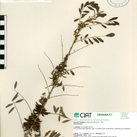 9259 herbarium