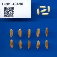 IRGC 48498 Seed Photo