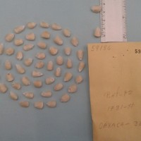 CIMMYTMA 5918 - Reference Inventory.jpg