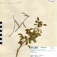 9344 herbarium