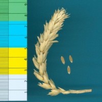 CWI3094_52594_465.jpg