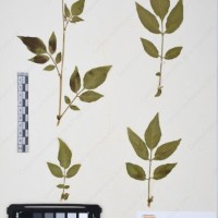 CIP 761392_OCH 12011_04.jpg