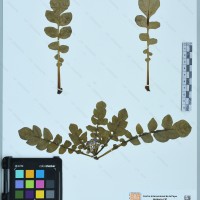 CIP 761024 herbarium