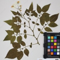 CIP 760304_HHCH 4727_03.jpg