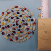 CIMMYTMA 8105 - Reference inventory.jpg