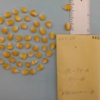 CIMMYTMA 6028 - Reference Inventory.jpg