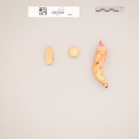 CIP 400363 (root).jpg