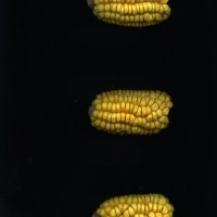 CIMMYTMA 18975 BOZM 1489 TC22U-2903-64 E.jpg