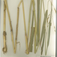 IRGC 104673 Herbarium