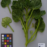 CIP 201057 Herbarium