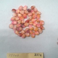 CIMMYTMA 3374 - Reference Inventory.jpg