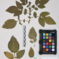 CIP 761392_OCH 12011_08.jpg