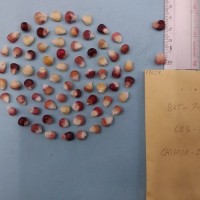 CIMMYTMA 7963 - Reference inventory.jpg