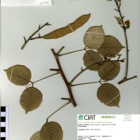 22394 herbarium