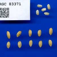 IRGC 83371 Seed Photo