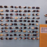 CIMMYTMA 16583 - Reference Inventory.jpg