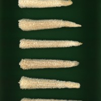 CIMMYTMA 25164 GUAN 365 BA22U-2903-68 C.jpg