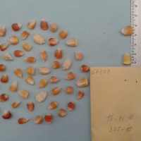 CIMMYTMA 5730 - Reference Inventory.jpg