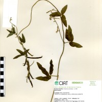 17817 herbarium