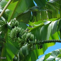 6.4.6 - Bunch position