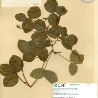 17372 herbarium