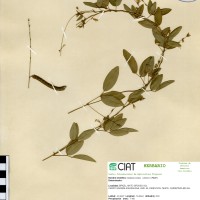 9058 herbarium