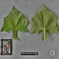 CIP 205021 (leaf).jpg