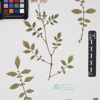 CIP 763474_OCHS 12061a_04.jpg