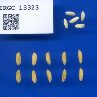 IRGC 13323 Seed Photo