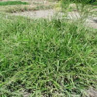 Urochloa decumbens 14816-full plant.JPG