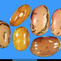 G50464F seed.jpg