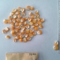 CIMMYTMA 1100 - Reference Inventory.jpg