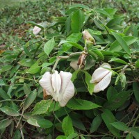 Centrosema macrocarpum 16556 flower.JPG