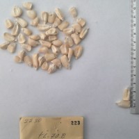 CIMMYTMA 223 - Reference Inventory.jpg