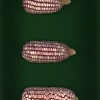 CIMMYTMA 437 SNLP 22 PV22A-1903-131 E2330 _compress.jpg