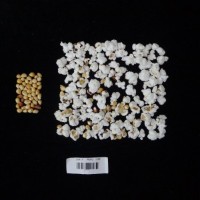 Popped and not popped comparison labeled.jpg