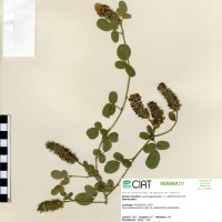 20591 herbarium