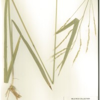 IRGC 104978 Herbarium