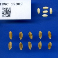 IRGC 12989 Seed Photo