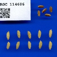 IRGC 114686 Seed Photo