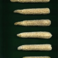 CIMMYTMA 25622 ARZM 13 051 AF18A-0903-87 C.jpg