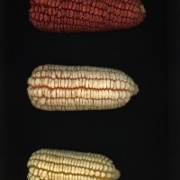 CIMMYTMA 6120 BRAZ 1606 AF22A-0903-85 E1_compress.jpg