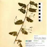 17608 herbarium