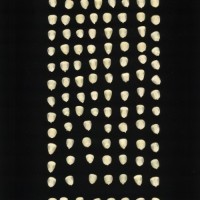 CIMMYTMA 1070 GUAT 329 AF19A-0903-26 K.jpg