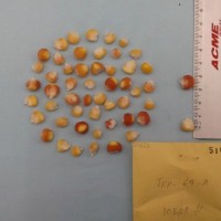 CIMMYTMA 5163 - Reference Inventory.jpg