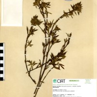 1170 herbarium