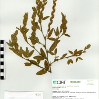 9603 herbarium