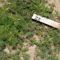 Desmanthus leptophyllus_Gsys.JPG