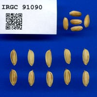 IRGC 91090 Seed Photo