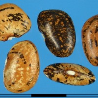 G25777 seed.jpg